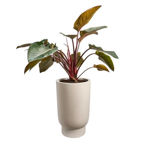 elho amber grail high 47 balanced beige | planter | Geschikt voor binnen en buiten