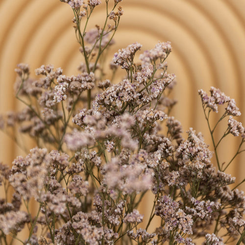 My Flowers.shop Lichtroze gedroogde Zeelavendel | Lichtroze Limonium Diamond droogbloemen  | Lengte ± 70 cm | Per 5 stelen - vtwonen shop