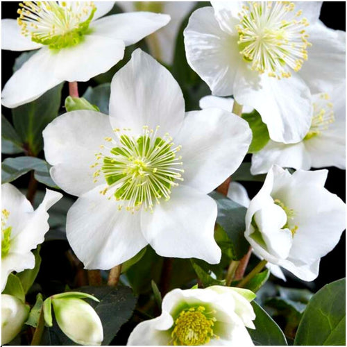 Trendyplants - Helleborus niger 'Christmas Carol' - 24 stuks - Kerstroos - Winterhard - Hoogte 15-25 cm - Potmaat Ø7cm - vtwonen shop