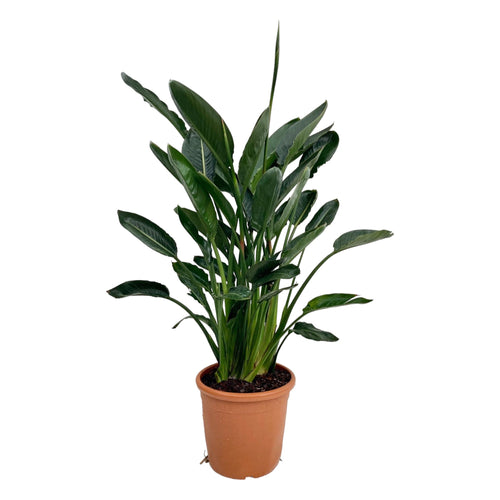 Trendyplants - Strelitzia Reginae - Paradijsvogelbloem - Kamerplant - Hoogte 120-140 cm - Potmaat Ø24cm - vtwonen shop