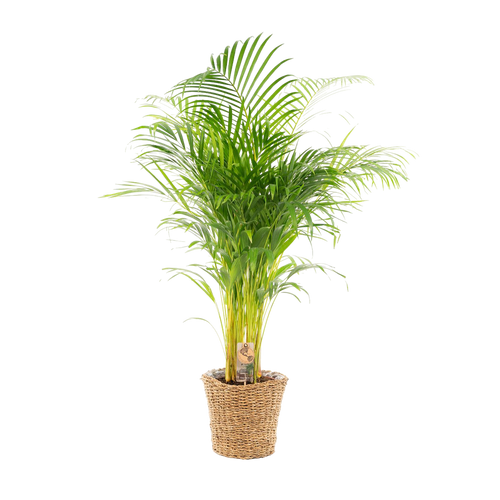 Trendyplants - Areca palm inclusief mand - 130 cm - Ø24cm - vtwonen shop