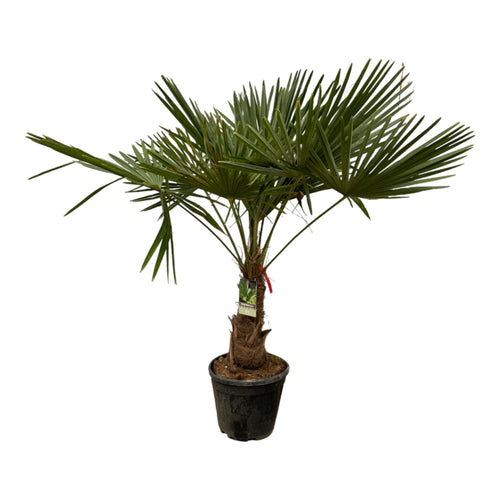 Trendyplants - Trachycarpus Fortuneii - Hoogte 190-210 cm - Winterhard - Chinese waaierpalm - Tuinplant - Potmaat Ø30cm - vtwonen shop