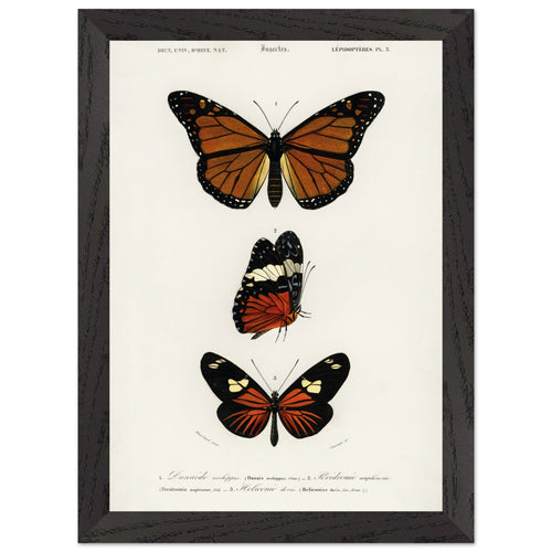 Artfulprints Poster met Lijst Charles Dessalines d'Orbigny - Butterfly   - A4 21x29.7 cm - Bruin