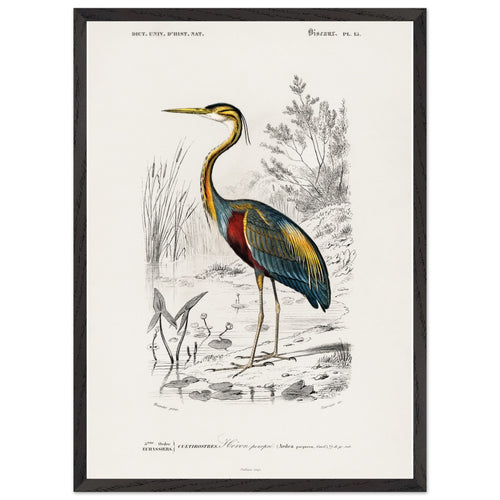 Artfulprints Poster met Lijst Charles Dessalines d'Orbigny - Purple heron (Ardea purpurea)   - 50x70 cm - Meerkleurig