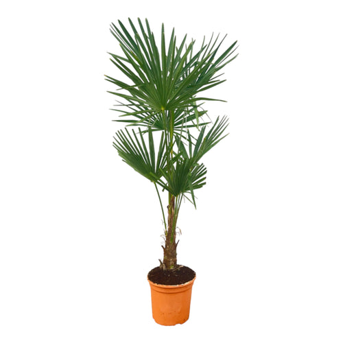 Trendyplants - Trachycarpus Fortuneii - Hoogte 150-170 cm - Winterhard - Chinese waaierpalm - Tuinplant - Potmaat Ø27cm - vtwonen shop