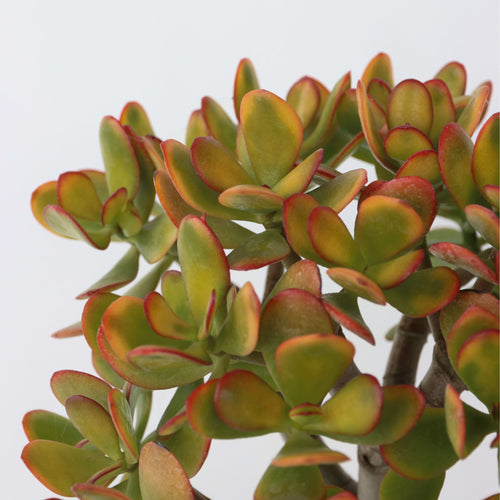 Plant in a Box succulent Crassula Ovata Sunset - hoogte 45-50cm - pot 23cm - vtwonen shop