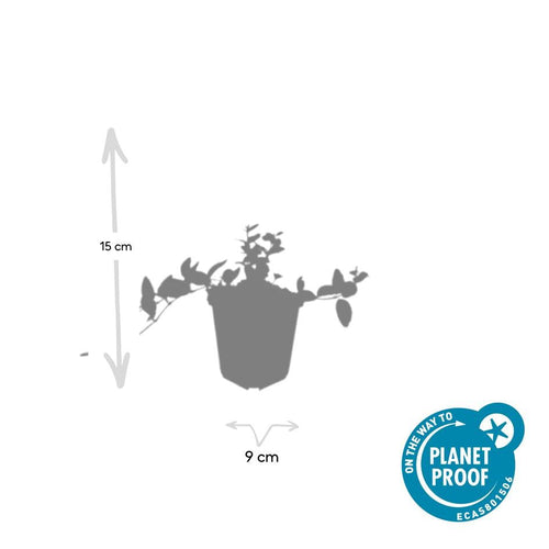 Trendyplants - Vinca minor 'Argenteovariegata' - 24 stuks - Maagdenpalm - Winterhard - Hoogte 10-30 cm - Potmaat Ø9cm - vtwonen shop