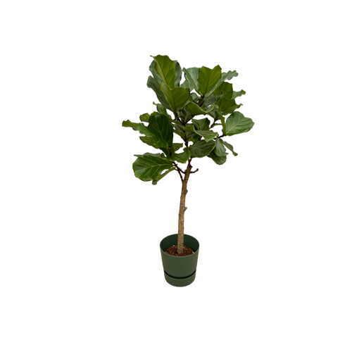 Trendyplants - Ficus Lyrata stam inclusief elho Greenville Round groen - 160 cm - Ø30cm - vtwonen shop