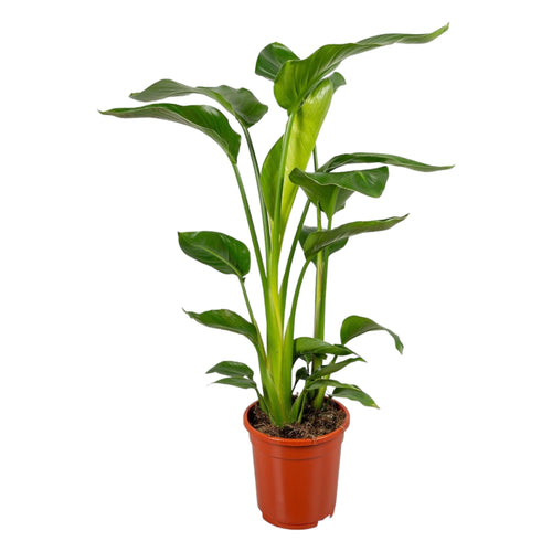 Trendyplants - Strelitzia Nicolai - Paradijsvogelbloem - Kamerplant - Hoogte 80-100 cm - Potmaat Ø17cm - vtwonen shop