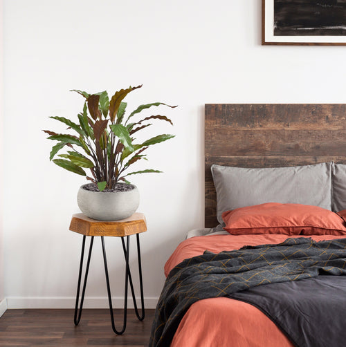 Maxifleur Calathea Red kunstplant 60cm