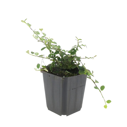 Trendyplants - Cotoneaster procumbens 'Streib's Findling' - 6 stuks - Dwergmispel - Winterhard - Hoogte 20-30 cm - Potmaat Ø9cm - vtwonen shop