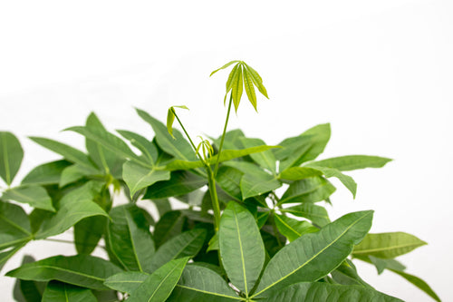 Trendyplants - Pachira Aquatica - Geldboom - Kamerplant - Hoogte 110-130 cm - Potmaat Ø24cm - vtwonen shop