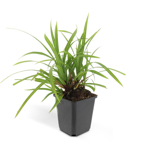 Trendyplants - Carex morrowii 'Irish Green' - 12 stuks - Zegge - Winterhard - Hoogte 10-25 cm - Potmaat Ø9cm - vtwonen shop