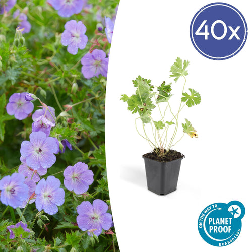 Trendyplants - Geranium Rozanne - 40 stuks - Ooievaarsbek - Hoogte 20-30cm - Potmaat Ø9cm - vtwonen shop