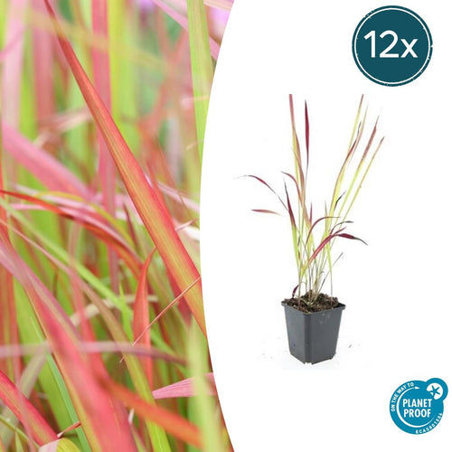 Trendyplants - Imperata cylindrica 'Red Baron' - 12 stuks - Japans bloedgras - Winterhard - Hoogte 10-30 cm - Potmaat Ø9cm - vtwonen shop