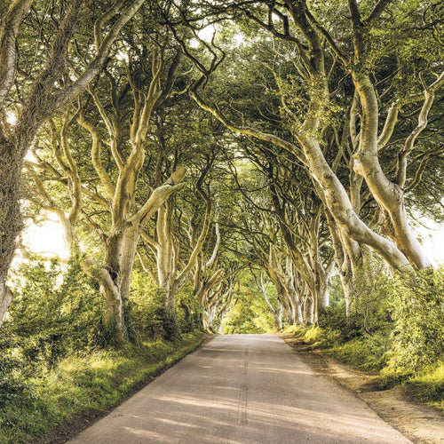 Sanders & Sanders fotobehang natuurmotief groen - 400 x 250 cm - 612514