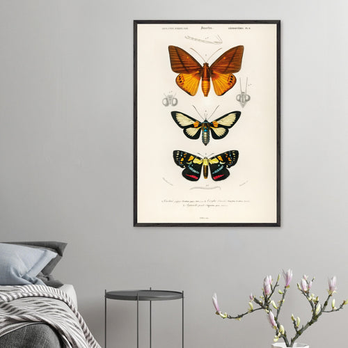 Artfulprints Poster Charles Dessalines d'Orbigny - Collection of moths   - 30x40 cm - Oranje