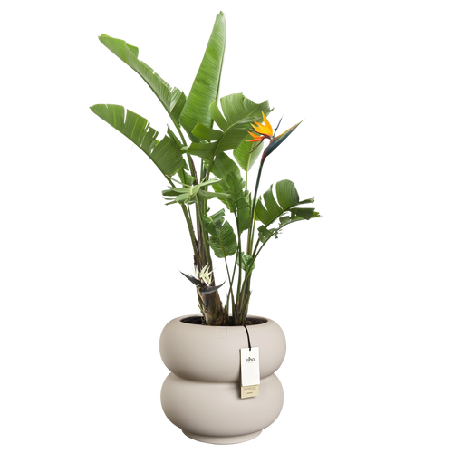 elho amber roll low 43 balanced beige | Bloempot |Premium statementdesign