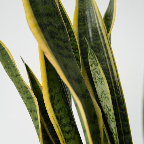 Plant in a Box kamerplant Sansevieria Laurentii - hoogte 65-75cm - pot 21cm - vtwonen shop