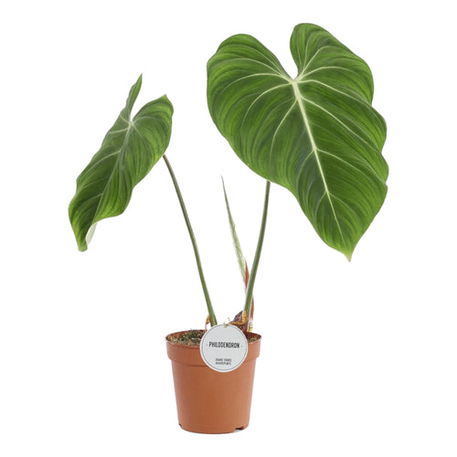 Trendyplants special - Philodendron Gloriosum - Kamerplant - Hoogte 50-70 cm - Potmaat Ø15cm - vtwonen shop