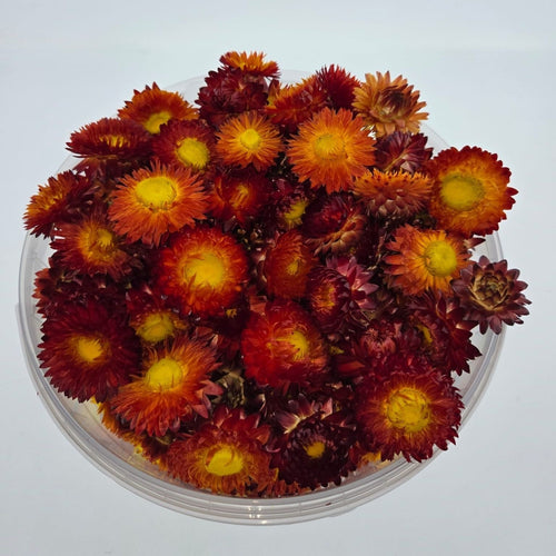 Koppen Rode Helichrysum - Strobloemen | In hersluitbare emmer | Gewicht ± 100 gram - vtwonen shop