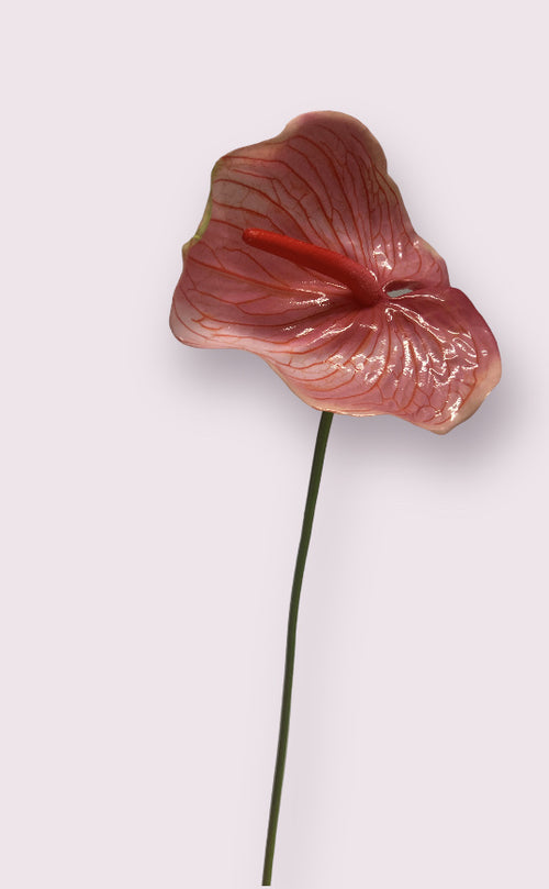 My Flowers.shop Roze anthurium zijden bloem | Lengte 70 centimeter | Per stuk - vtwonen shop