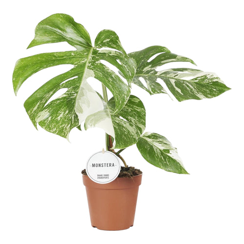 Trendyplants special - Monstera Deliciosa Variegata - Kamerplant - Hoogte 35-55 cm - Potmaat Ø15cm - vtwonen shop