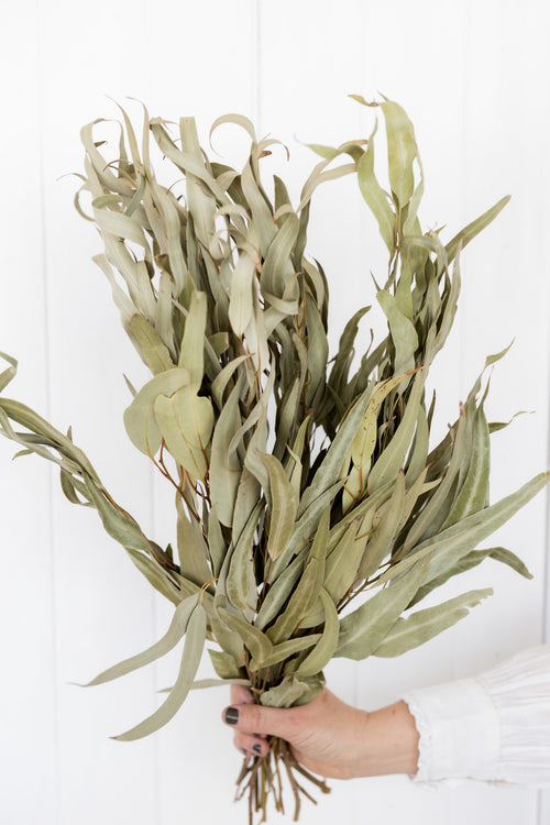 My Flowers.shop Naturel gedroogde Eucalyptus bladeren | Lengte ± 55 centimeter | Per bos - vtwonen shop