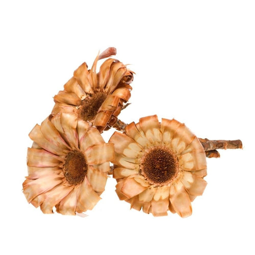 My Flowers.shop Bruin naturelle Protea Magnifica | Lengte ± 35 centimeter | Per 3 takken - vtwonen shop