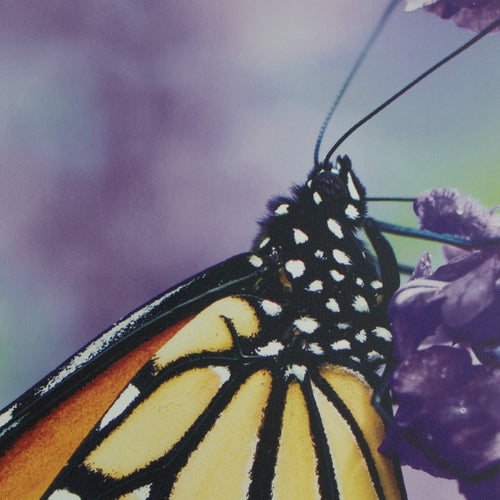 Art for the Home Buitencanvas - Vlinder - 50x70cm
