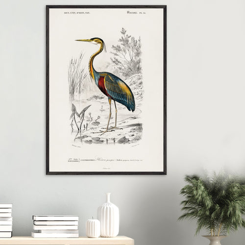 Artfulprints Poster Charles Dessalines d'Orbigny - Purple heron (Ardea purpurea)   - 30x40 cm - Meerkleurig