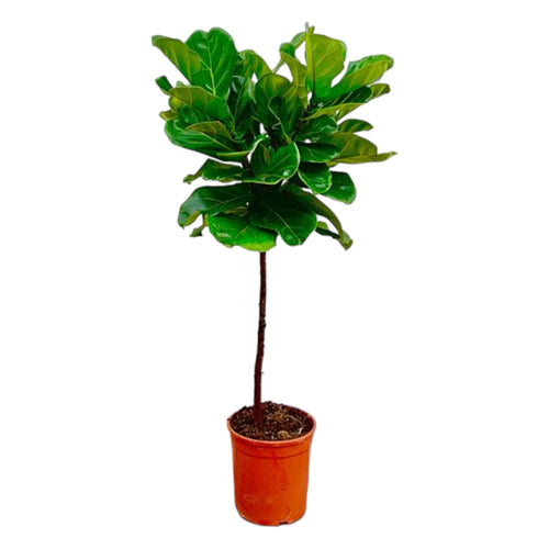 Trendyplants - Ficus Lyrata op stam - Tabaksplant - Kamerplant - Hoogte 120-140 cm - Potmaat Ø24cm - vtwonen shop