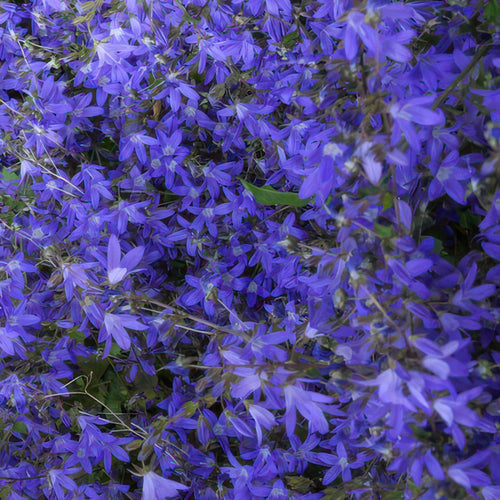 Trendyplants - Campanula poscharskyana 'Stella' - 6 stuks - Klokjesbloem - Winterhard - Hoogte 10-25cm - Potmaat Ø9cm - vtwonen shop