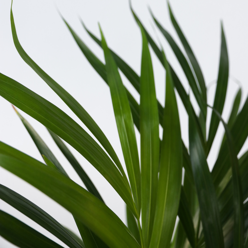 Plant in a Box kamerplant Beaucarnea Recurvata - hoogte 60-70cm - pot 21cm - vtwonen shop