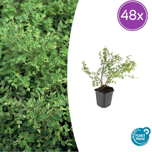 Trendyplants - Symphoricarpos chenaultii 'Hancock' - 48 stuks - Koraalbes - Winterhard - Hoogte 10-30 cm - Potmaat Ø9cm - vtwonen shop