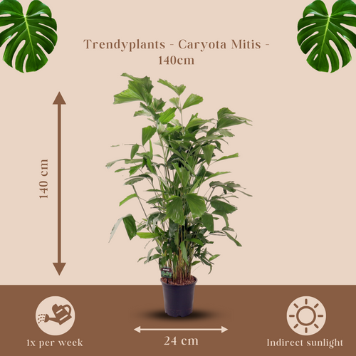 Trendyplants - Caryota Mitis - Visstaartpalm - Kamerplant - Hoogte 130-150 cm - Potmaat Ø24cm - vtwonen shop