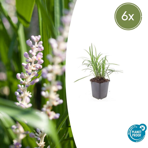 Trendyplants - Liriope muscari 'Monroe White' - 6 stuks - Leliegras - Winterhard - Hoogte 10-30 cm - Potmaat Ø9cm - vtwonen shop