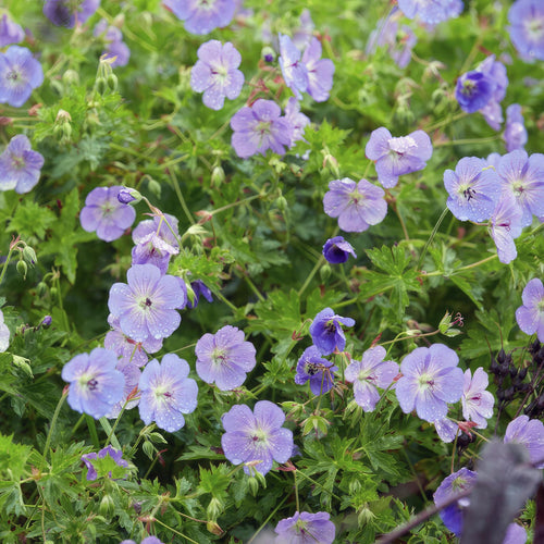 Trendyplants - Geranium Rozanne - 12 stuks - Ooievaarsbek - Hoogte 20-30cm - Potmaat Ø9cm - vtwonen shop