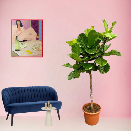 Trendyplants - Ficus Lyrata boom - Tabaksplant - Kamerplant - Hoogte 200-220 cm - Potmaat Ø40cm - vtwonen shop