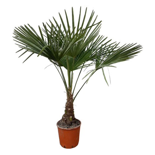 Trendyplants - Trachycarpus Fortuneii - Winterharde palmboom - Hoogte 120-140 cm - Chinese waaierpalm - Tuinplant - Potmaat Ø21cm - vtwonen shop