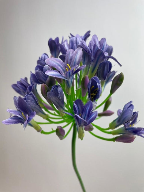 My Flowers.shop Blauwe agapanthus zijden bloem | Lengte 75 centimeter | Per stuk - vtwonen shop