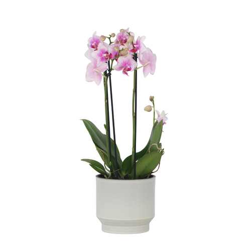 Plant in a Box Phalaenopsis Orchidee roze - Hoogte 35-45cm - Pot 12cm - vtwonen shop