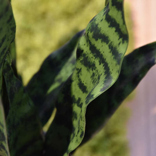 Maxifleur Sanseveria kunstplant N 70cm - groen