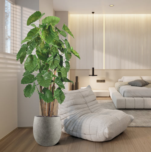 Maxifleur Alocasia Calidora Giant deluxe kunstboom  210cm