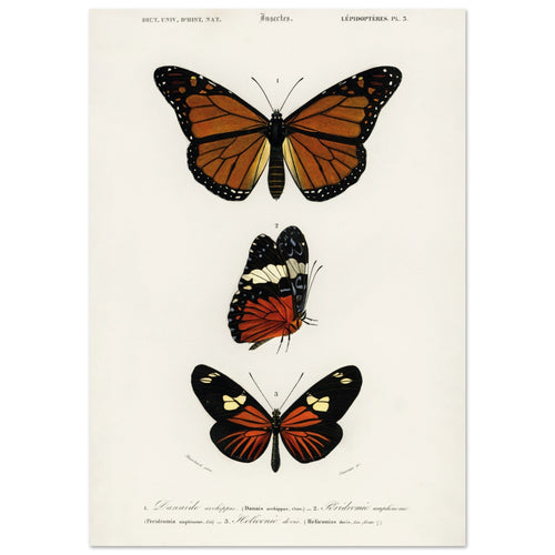 Artfulprints Poster met Lijst Charles Dessalines d'Orbigny - Butterfly   - 50x70 cm - Bruin