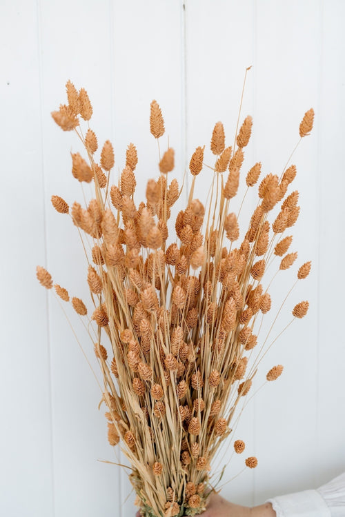 My Flowers.shop Zalmkleurig gedroogd Kanariegras | Zalmkleurige Phalaris droogbloemen | Lengte ± 65 cm | Per bos - vtwonen shop