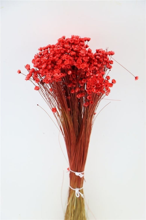 My Flowers.shop Rood gedroogde Klokjesbloemen | Rode Glixia Star Flowers droogbloemen | Lengte ± 50 cm | Per bos - vtwonen shop