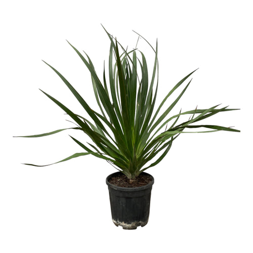 Trendyplants - Dracaena Draco - Tuinplant - Hoogte 90-110 cm - Potmaat Ø24cm - vtwonen shop