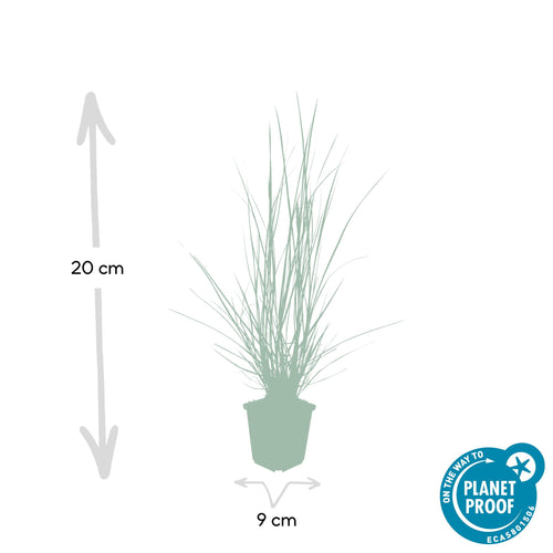 Trendyplants - Pennisetum alopecuroides 'Hameln' - 12 stuks - Siergras - Winterhard - Hoogte 10-25cm - Potmaat Ø9cm - vtwonen shop