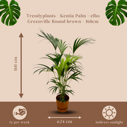 Trendyplants - Kentia palm inclusief elho Greenville Round bruin - 160 cm - Ø24cm - vtwonen shop